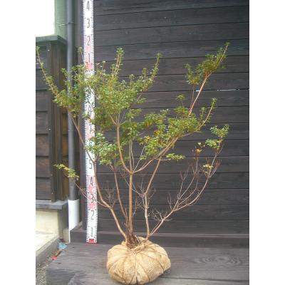 ミヤマキリシマツツジ（花、ガーデニング）のおすすめ人気商品一覧