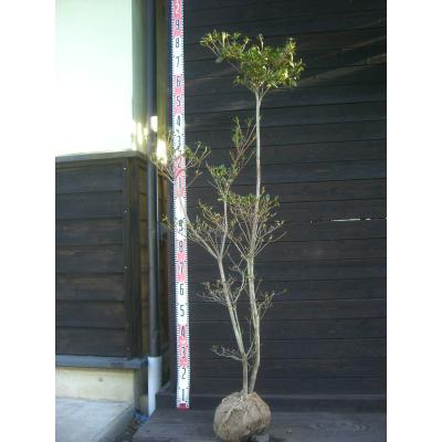 ツツジ 大株のおすすめ人気商品一覧 通販 - Yahoo!ショッピング