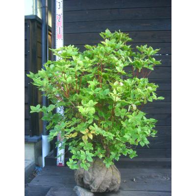 アカヤシオツツジ（苗木、植木） | 花、ガーデニング のおすすめ