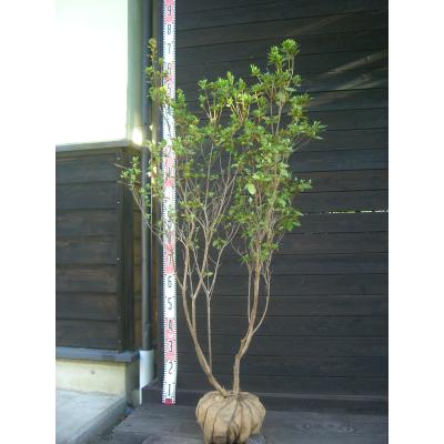 ヤマツツジのおすすめ人気商品一覧 通販 - Yahoo!ショッピング