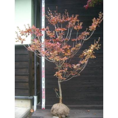 コバノミツバツツジ/大株【現品発送】管理70743 コバノミツバツツジ/大株【現品発送】管理70743