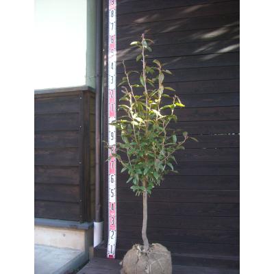 ヤマコウバシのおすすめ人気ランキングTOP100 - Yahoo!ショッピング