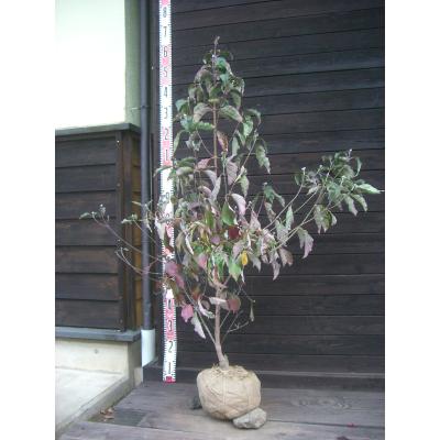 ハナミズキの品種のおすすめ人気商品一覧 通販 - Yahoo!ショッピング