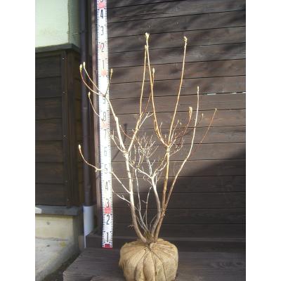 横の植木屋さん - 希少種｜Yahoo!ショッピング