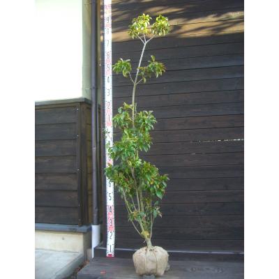 庭木ソヨゴのおすすめ人気商品一覧 通販 - Yahoo!ショッピング