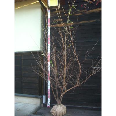 エゴノキ 株立ち（落葉樹の植木、庭木）｜苗木、植木 | 花