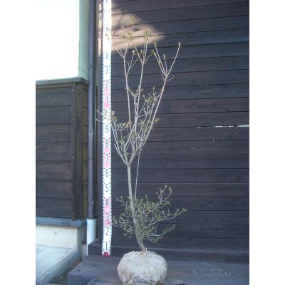 ヤマツツジのおすすめ人気商品一覧 通販 - Yahoo!ショッピング