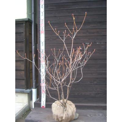 エゾムラサキツツジ【現品発送】管理70913 エゾムラサキツツジ【現品発送】管理70913 エゾムラサキツツジ【現品