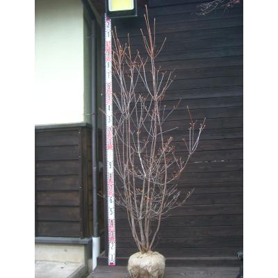 横の植木屋さん - ツツジ｜Yahoo!ショッピング