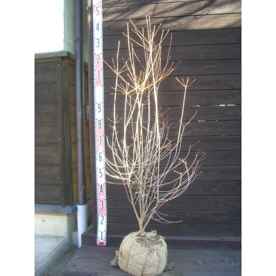 横の植木屋さん - ツツジ｜Yahoo!ショッピング