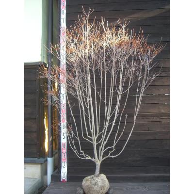 ドウダンツツジ（苗木、植木） | 花、ガーデニング のおすすめ人気商品