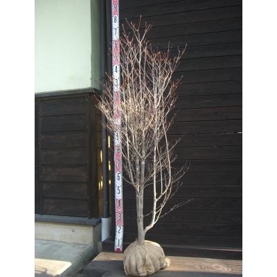 ドウダンツツジ 大株（花、ガーデニング）のおすすめ人気商品一覧 通販