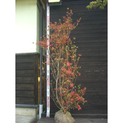 ツツジ 大株（常緑樹の植木、庭木）｜苗木、植木 | 花、ガーデニング
