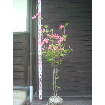 ヤマツツジ（落葉樹の植木、庭木）｜苗木、植木 | 花、ガーデニング の
