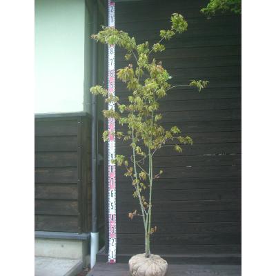 ヤマモミジ 株立ち（落葉樹の植木、庭木）｜苗木、植木 | 花