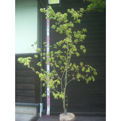 ヤマモミジ 株立ち（落葉樹の植木、庭木）｜苗木、植木 | 花
