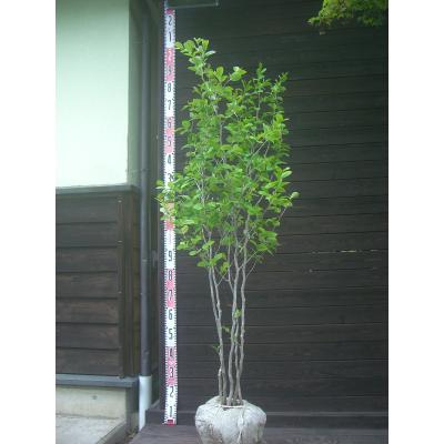 シャラ 株立ち（苗木、植木） | 花、ガーデニング のおすすめ人気商品