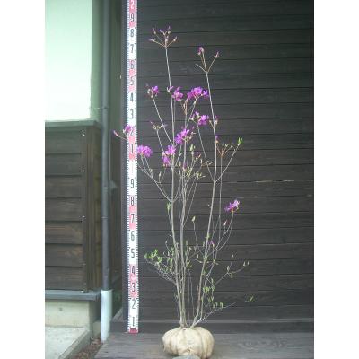 ミツバツツジ（落葉樹の植木、庭木）｜苗木、植木 | 花、ガーデニング