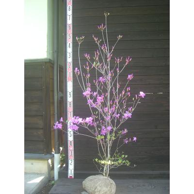 ハゼ　ミツバツツジ　2点おまとめ 植木 盆栽 ミツバツツジ」の人気商品一覧 | 安い商品を通販サイトから