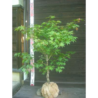 横の植木屋さん - モミジ｜Yahoo!ショッピング