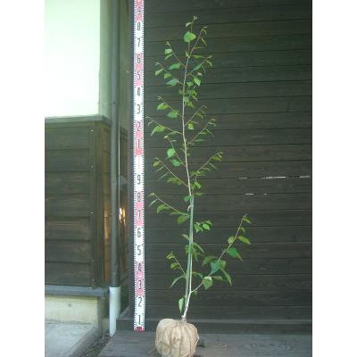 白樺（落葉樹の植木、庭木）｜苗木、植木 | 花、ガーデニング の