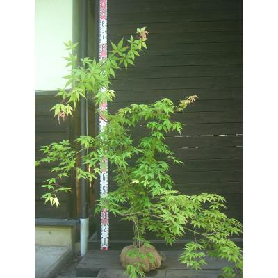 ヤマモミジ 株立ち（落葉樹の植木、庭木）｜苗木、植木 | 花