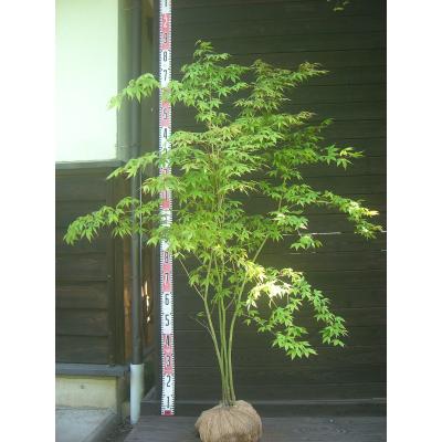 ヤマモミジ 約1.2メートル　5年品 受注販売】四季と盆栽 《秋》 ｜ ヤマモミジ