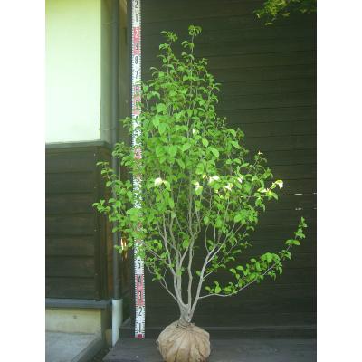 シャラ 株立ち（苗木、植木） | 花、ガーデニング のおすすめ人気商品