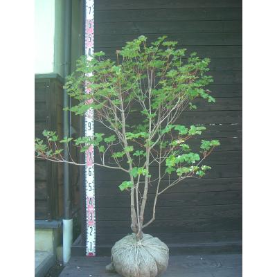 シロヤシオの花のおすすめ人気商品一覧 通販 - Yahoo!ショッピング