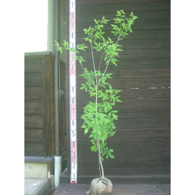 アオハダ 株立ち（落葉樹の植木、庭木）｜苗木、植木 | 花