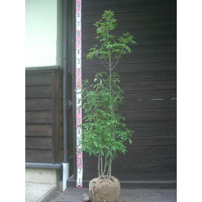 アオダモ 鉢植えのおすすめ人気商品一覧 通販 - Yahoo!ショッピング