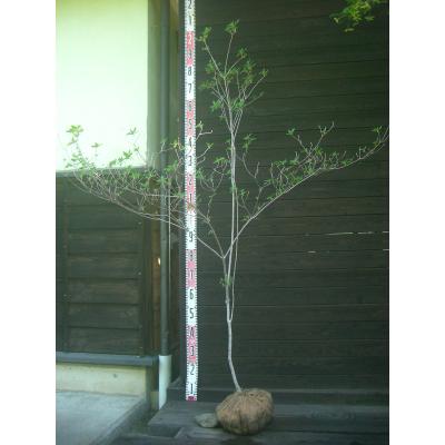 横の植木屋さん - 希少種｜Yahoo!ショッピング
