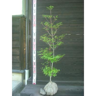 へユン ドウダンツツジ　H1.65m(鉢底から) ドウダンツツジ（苗木、植木） | 花、ガーデニング のおすすめ人気商品