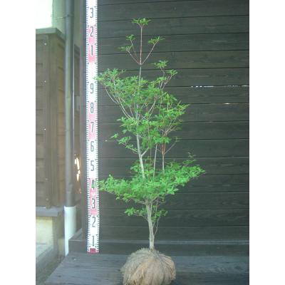 ドウダンツツジ（落葉樹の植木、庭木）｜苗木、植木 | 花