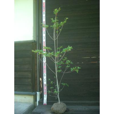 ドウダンツツジ 鉢植え（苗木、植木） | 花、ガーデニング の商品一覧