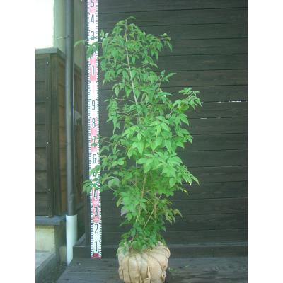 バツグン。アオダモ鉢植え。 アオダモ 鉢植えのおすすめ人気商品一覧 通販 - Yahoo!ショッピング
