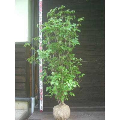 ヤマボウシ 株立ち（苗木、植木） | 花、ガーデニング のおすすめ人気