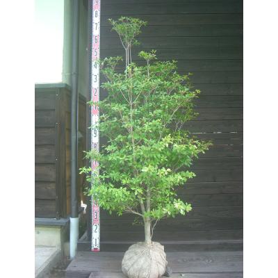 ドウダンツツジ（苗木、植木） | 花、ガーデニング のおすすめ人気商品