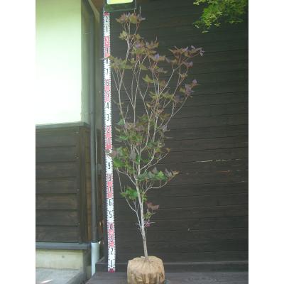 ミツバツツジ（花、ガーデニング）のおすすめ人気商品一覧 通販