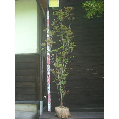 ミツバツツジ（花、ガーデニング）のおすすめ人気商品一覧 通販