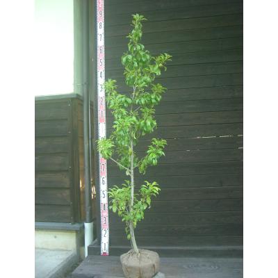 ソヨゴ オス（常緑樹の植木、庭木）｜苗木、植木 | 花、ガーデニング