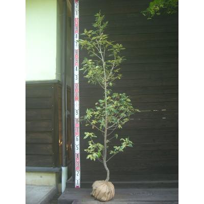 横の植木屋さん - 希少種｜Yahoo!ショッピング