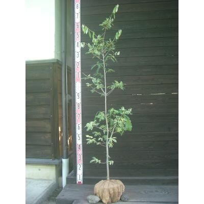横の植木屋さん - 希少種｜Yahoo!ショッピング
