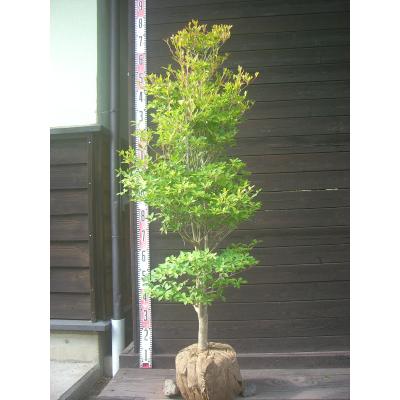 ドウダンツツジ 大株（花、ガーデニング）のおすすめ人気商品一覧 通販