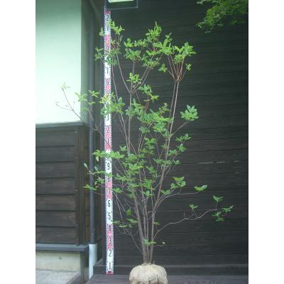 ツツジ 希少（苗木、植木） | 花、ガーデニング の商品一覧 通販