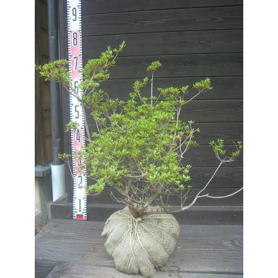 ミヤマキリシマツツジの商品一覧 通販 - Yahoo!ショッピング