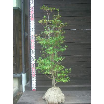 ドウダンツツジ（苗木、植木） | 花、ガーデニング の商品一覧 通販