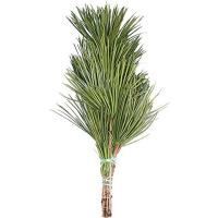 高野槇 コウヤマキ お供え用束 50cm 高野山の霊木 墓花用 お供え 墓前 祭壇 虹の橋 Online 通販 Yahoo ショッピング