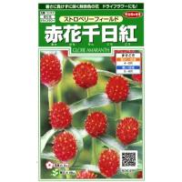 【赤花千日紅】ストロベリーフィールド【サカタのタネ】（0.4ml）【春まき一年草】906495 | Hana Uta 米沢園芸 Yahoo!店