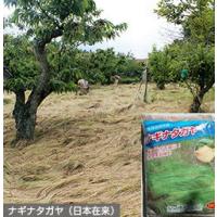 種子 オオナギナタガヤ 5kg :naginatagaya5:めばえや旧店名土のう屋 種子 オオナギナタガヤ 5kg :naginatagaya5:めばえや旧店名土のう屋